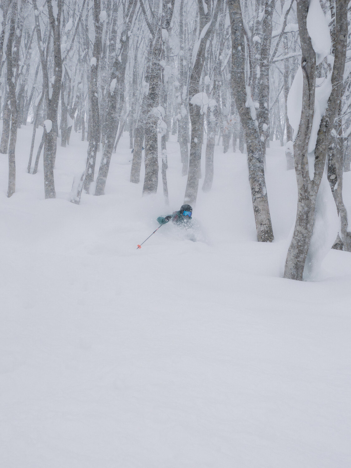 Powder tree run